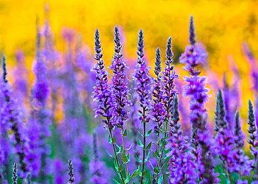 《艾尔登法环：黄金树之影》新视觉图公开